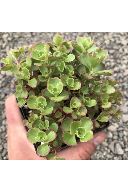 Очиток Ред Карпет у контейнері для висадки на відкритому ґрунті